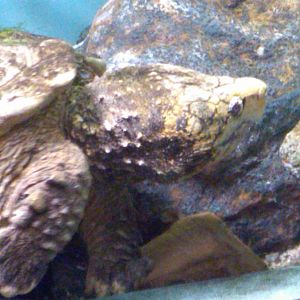 Sea Paradise - Toba Japan