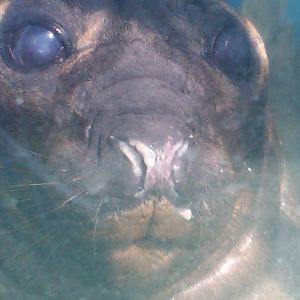 Sea Paradise - Toba Japan