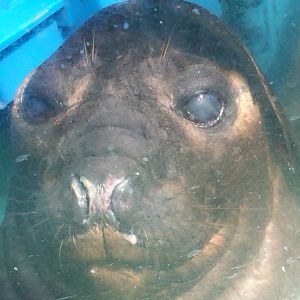 Sea Paradise - Toba Japan