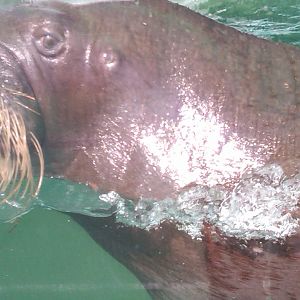 Sea Paradise - Toba Japan