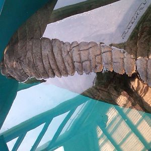 Sea Paradise - Toba Japan