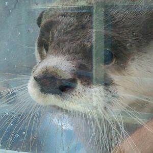 Sea Paradise - Toba Japan