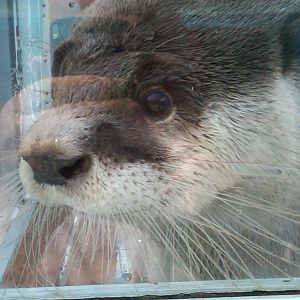 Sea Paradise - Toba Japan