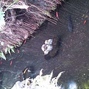 Sea Paradise - Toba Japan