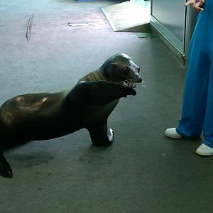 Sea Paradise - Toba Japan