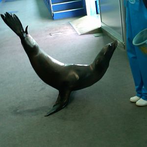 Sea Paradise - Toba Japan