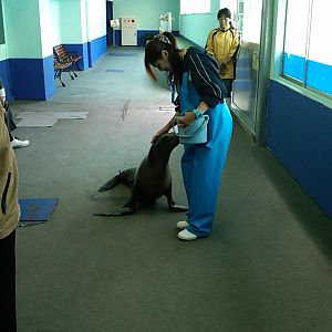 Sea Paradise - Toba Japan