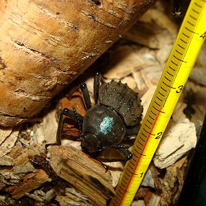 Polposipus herculeanus