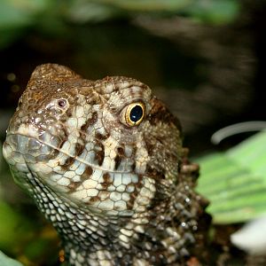 Shinisaurus crocodilurus