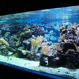 Marine aquarium