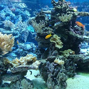 Marine aquarium