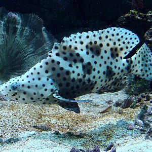 Cromileptes altivelis