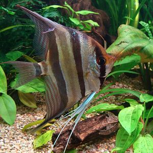 Pterophyllum altum