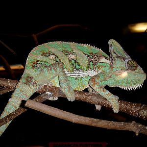 Chamaleo calyptratus