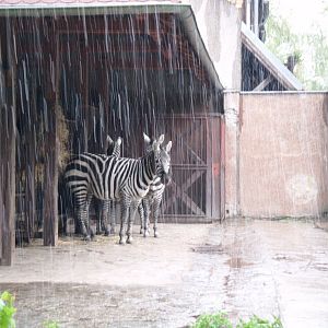 Zoo Wrocław