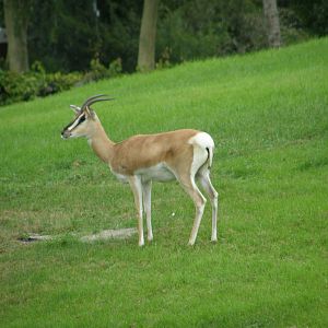 wpalm beach dec08 424