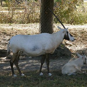 wpalm beach dec08 110