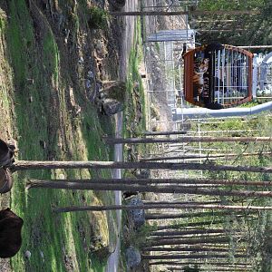 Bears at Kolmården Safari