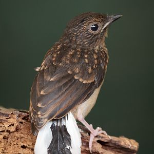 White-rumped Shama Fledgling - 04/05/2011
