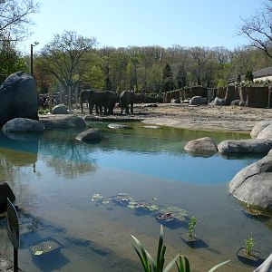 The front pool of African Elephant Crossing #2