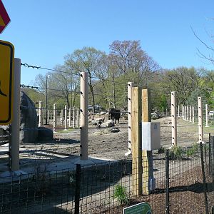 African Elephant Crossing