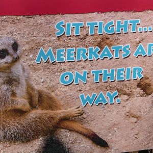 Meerkat sign