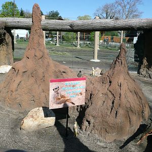 Other side of Meerkat exhibit.
