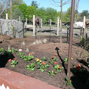 Willie's yard...the right side yard.