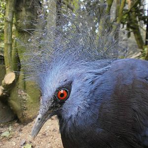 linton zoo victoria crowned pigeon