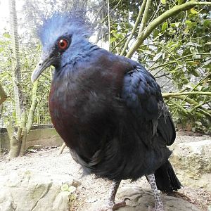 linton zoo victoria crowned pigeon