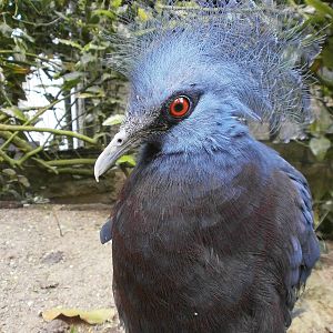 linton zoo victoria crowned pigeon