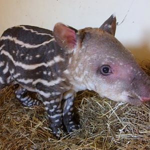 linton zoo tapir