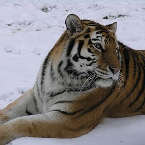 linton zoo tiger