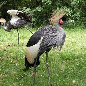 crown crane