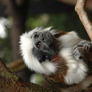 Cotton-top tamarin