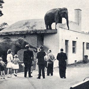 Old Elephant House