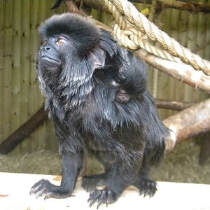Goeldi's Marmoset  with baby at Blackpool Zoo 6th May 2011