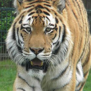 Zambar the Amur Tiger at Blackpool Zoo 06/05/11