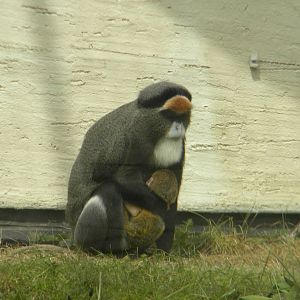 De Brazza's Guenon and baby at Blackpool Zoo 06/05/11