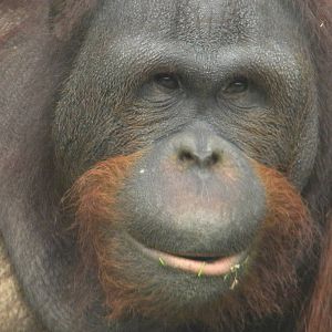 Ramon the Bornean Orangutan at Blackpool Zoo 06/05/11