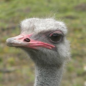 Ostrich at Blackpool Zoo 06/05/11