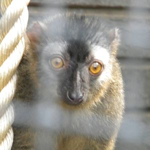 Red fronted Lemur at Blackpool Zoo 05/06/11