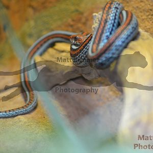 Garter Snake