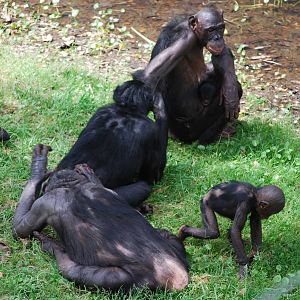 Bonobos