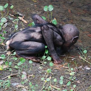 Bonobos