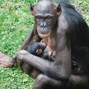 Bonobos