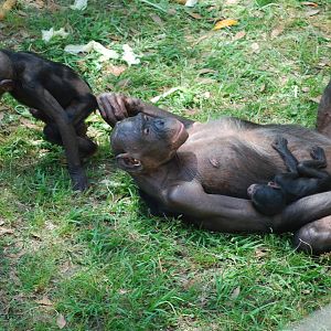 Bonobos