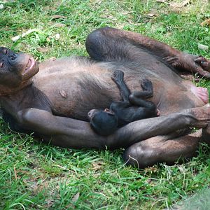 Bonobos