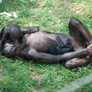 Bonobos