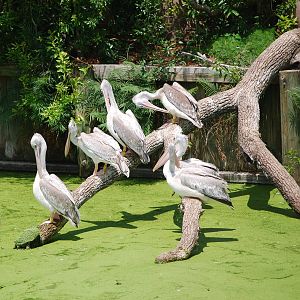Pelicans